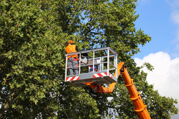 Why Choose Our Tree Removal Services in Crosby, MN?